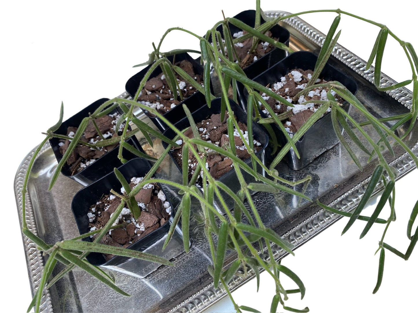 Hoya Linearis 2” Starter Plant