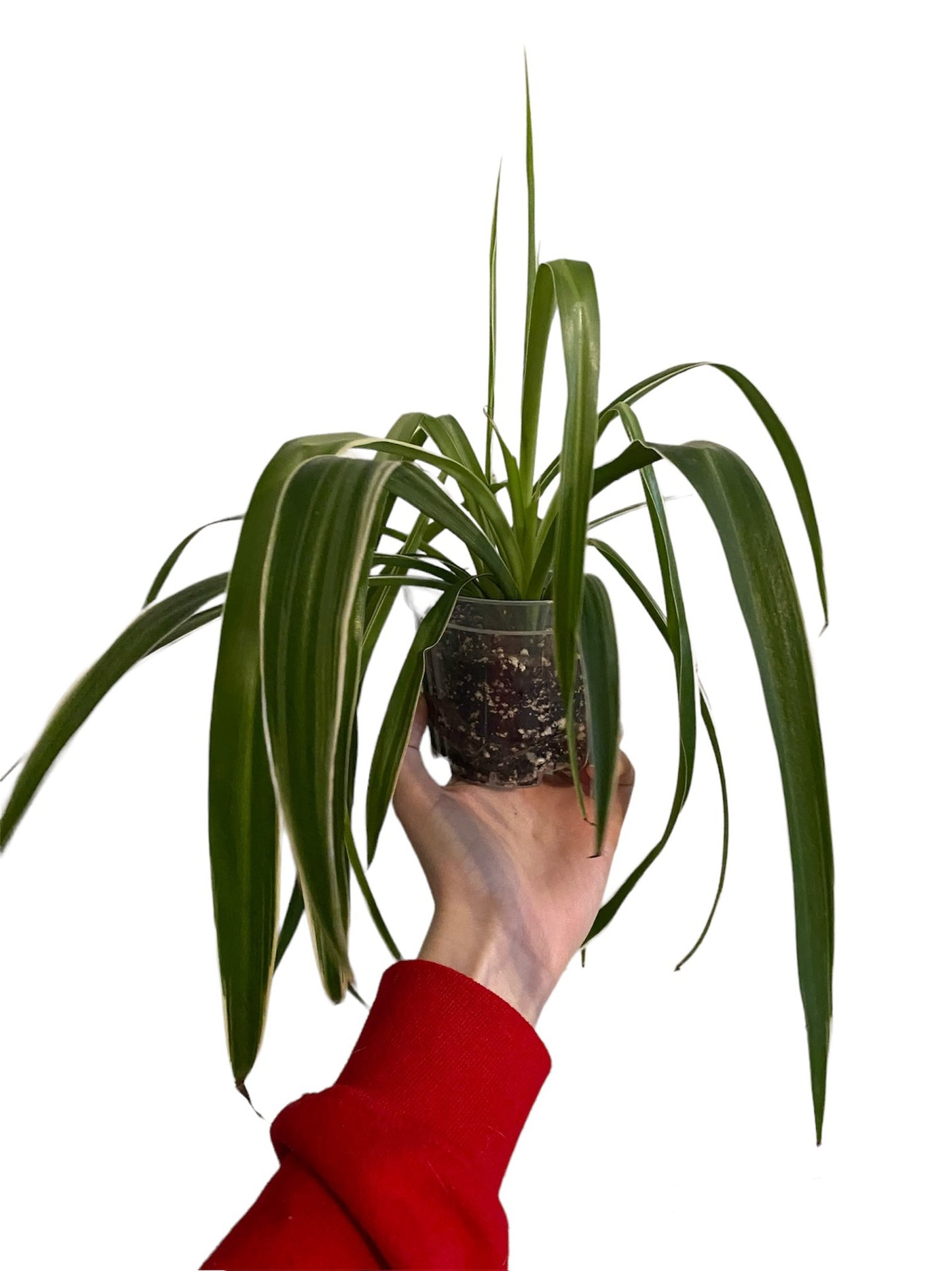 Spider Plant