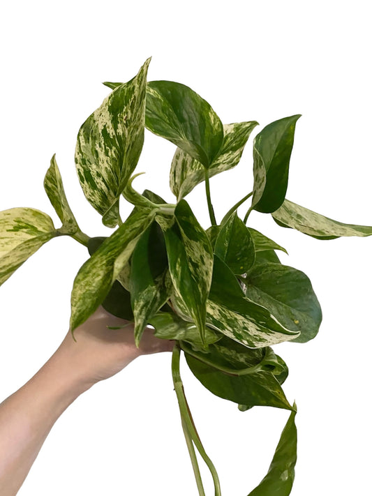 Pothos Marble Queen