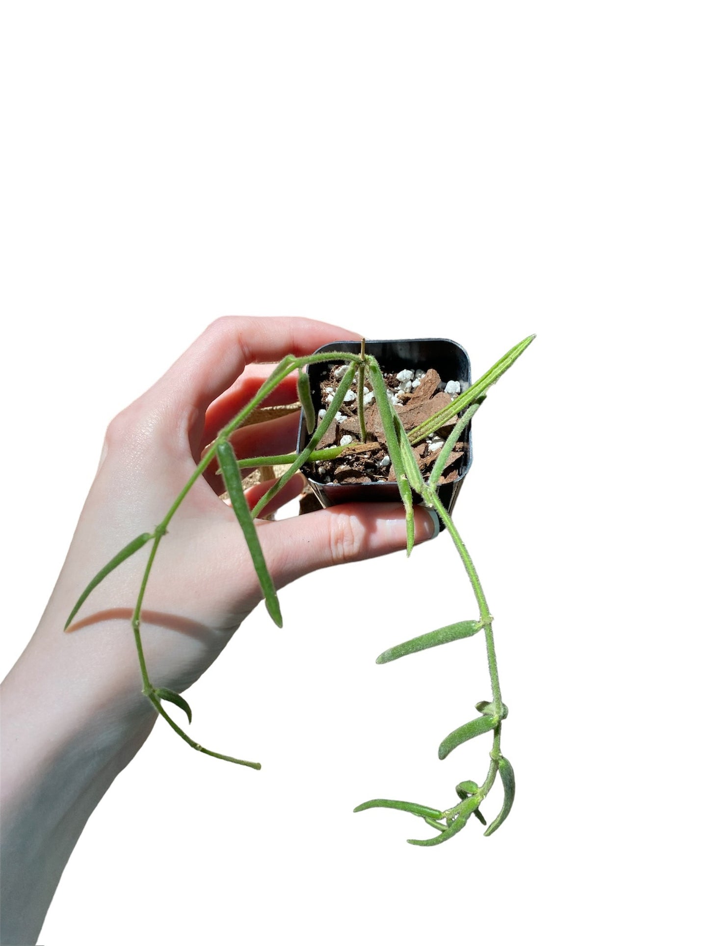 Hoya Linearis 2” Starter Plant