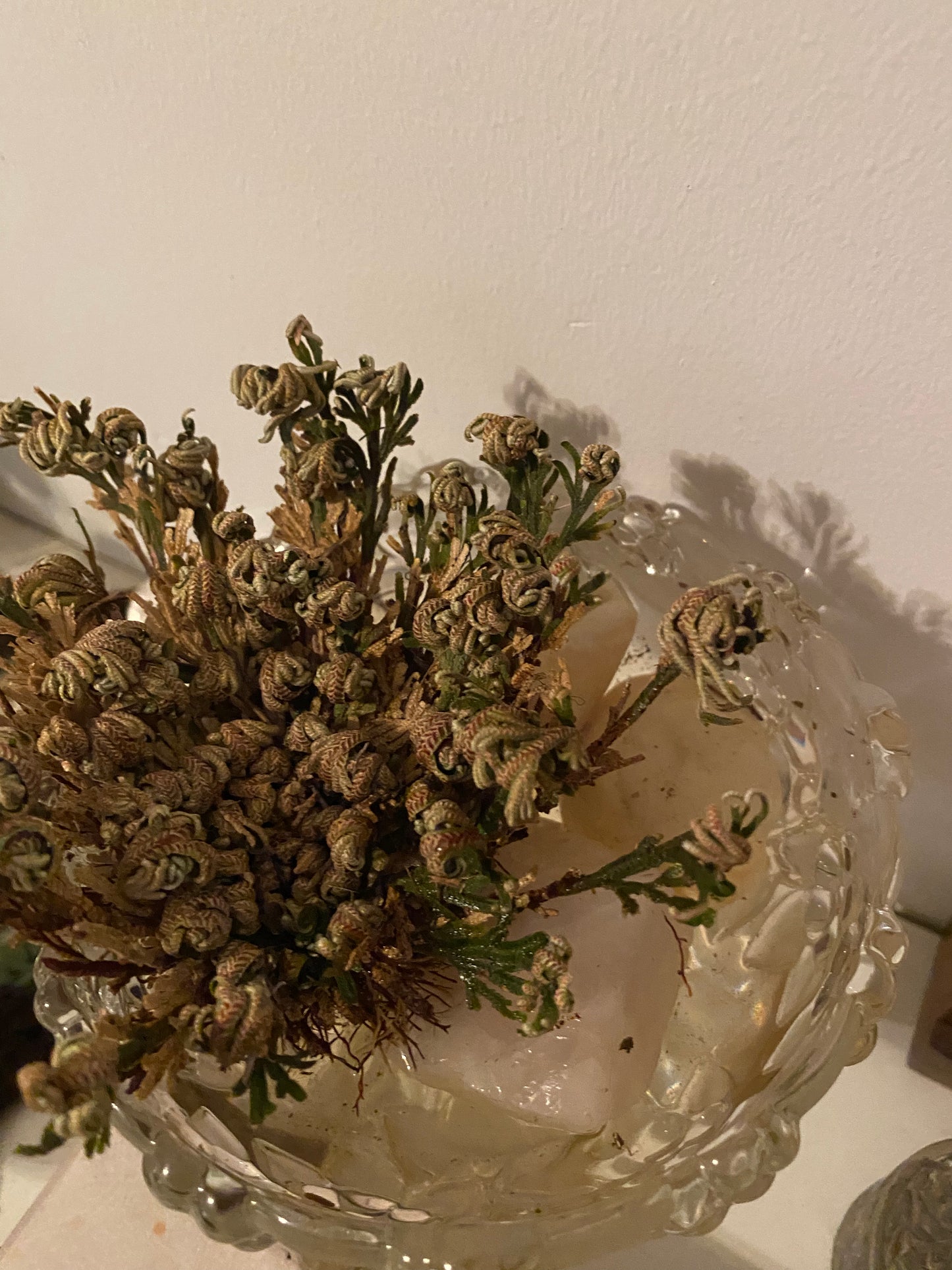 Rose of Jericho