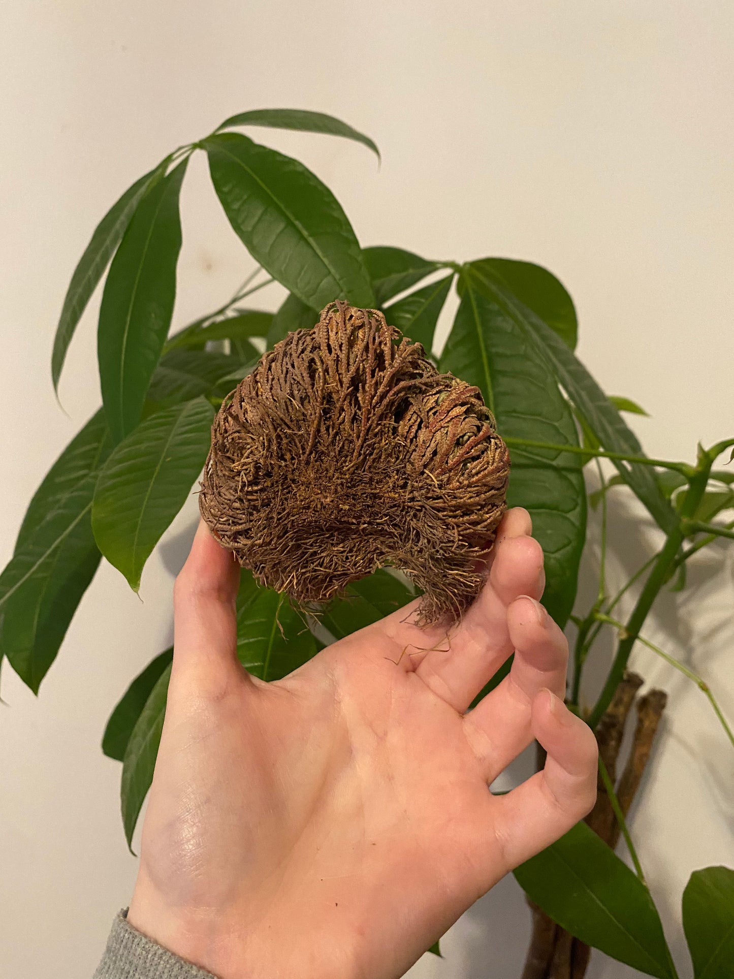 Rose of Jericho